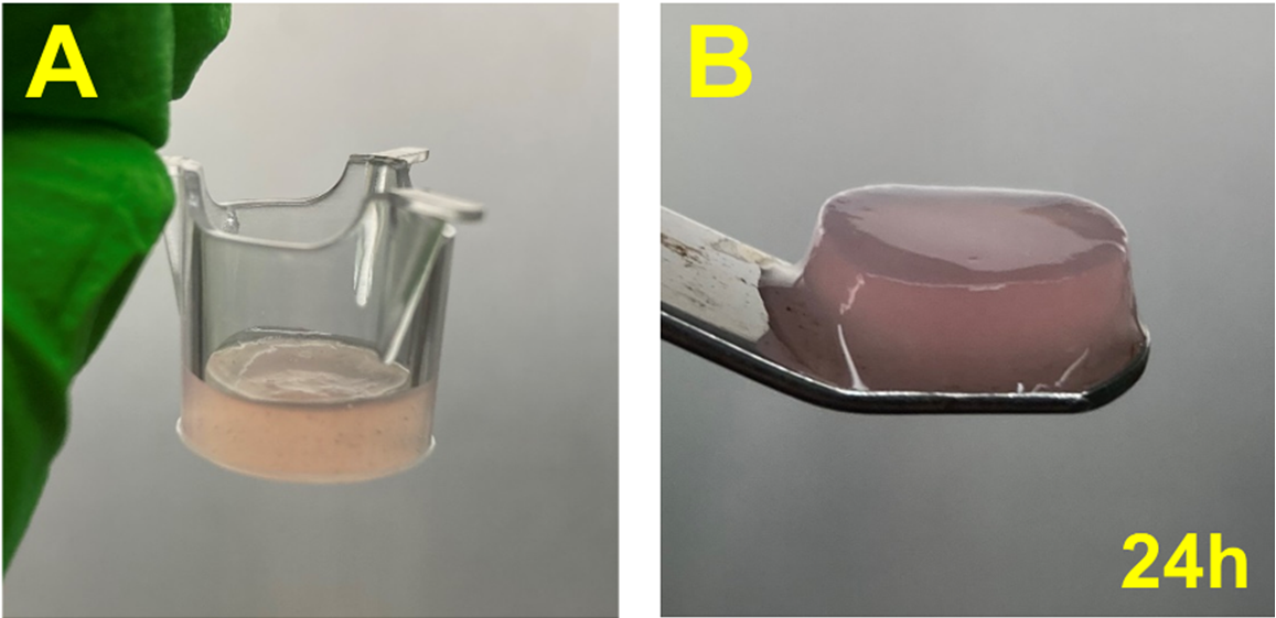 Two images showing a container with a pink substance before and after 24 hours.